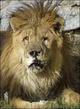 Profile photo:  Marjan the Lion