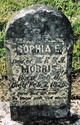  Sophia E Morris