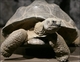 Profile photo:  Harriet the Turtle