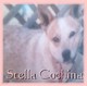  Estrilita Cochina “Stella” Capps