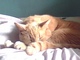  Arlo Cat “Snickerdoodles” Everhart