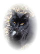  Kismit Ayers <I>Pet</I> Cat