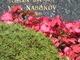  Vladimir Nabokov