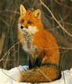 Foxhunt