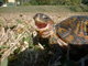  Woody T. Turtle