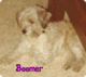  Boomer The Dog
