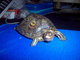  Punkin T. Turtle