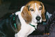  Howard Doggy “Howie” <I>Sutton</I> Dog