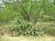Cactus Mesquite