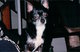  Garth Brooks <I>A Chihuahua</I> Leone