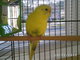  Yellow (Parakeet)