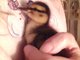  Geoffrey Baby Ducky