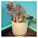  Roxy “Smelly Cat” Koplow