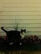 Tabitha Kitty cat “Tabby” Johnson Photo