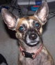 Profile photo:  Chillie Chihuahua