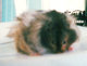  Squirty, Blondi, Speedy, Squicky, Snowball, Charky Ace-Buddy, & Jo-Hamster Our pet Hamsters