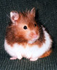  Squirty, Blondi, Speedy, Squicky, Snowball, Charky Ace-Buddy, & Jo-Hamster Our pet Hamsters