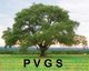 PVGS Gp1
