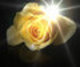 Yellow Rose of Texas - Judy in California