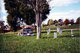 Steenbergen Cemetery #2