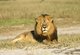 Profile photo:  Cecil the Lion