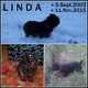  Linda “Ťapka” Dog