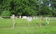 Allen Cemetery at Oak Grove Farm