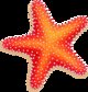 Starfishin