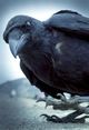 Raven Of Sorrow