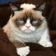 Profile photo:  Grumpy Cat