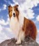  Lassie Jr.