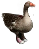  Andy The Goose