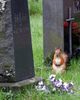 Cemetery Squirrel