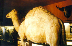 Camel of Napoleon Bonaparte 