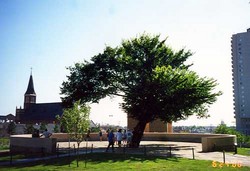 Oklahoma City Bombing Memorial 'Survivor Tree' 