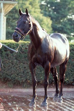 Seattle Slew 