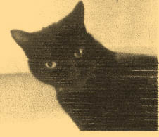 Cynthia Pet Cat 