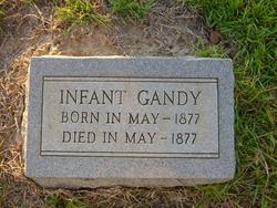 Infant Gandy 