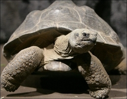 Harriet the Turtle 