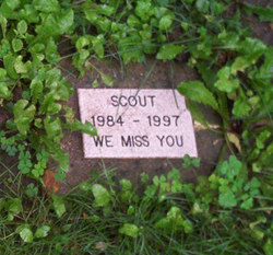 Scout 