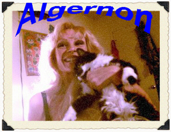 Algernon Cat 