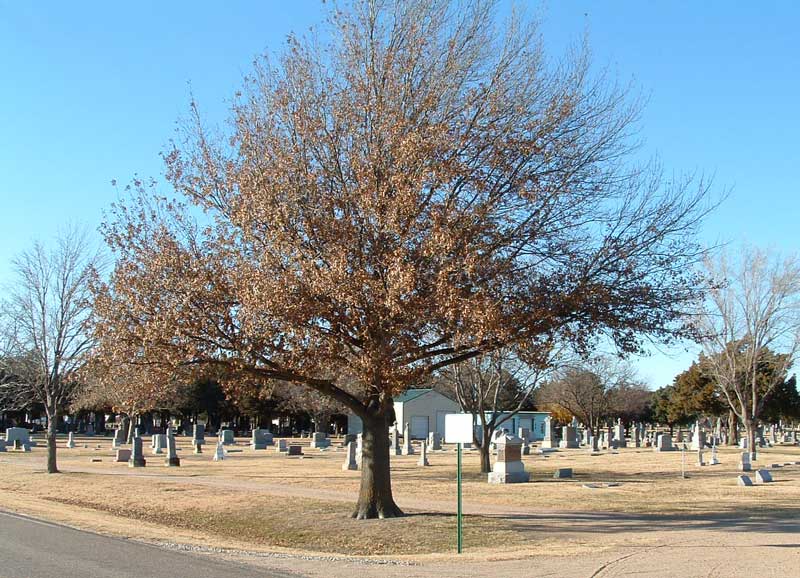 Lakin Comanche Cemetery