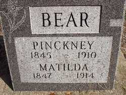 Pinckney Bear 
