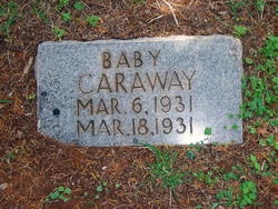 Baby Caraway 