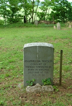 Anaphileda <I>Watson</I> Townsend 