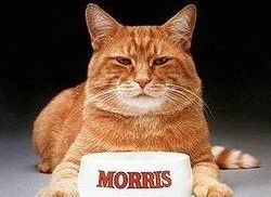Morris the Cat 