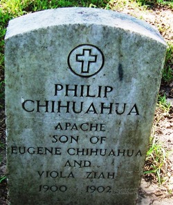 Philip Chihuahua 