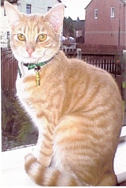 Tiger <I>Lloyd</I> (Cat) 