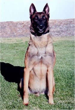 K-9 Officer Dog Stryker 