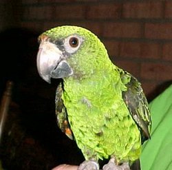 Joey The Parrot 